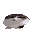 Wawa