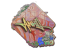 ANNIHILATION (Holo) | Rio 2022